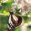 秋花とちょうちょ