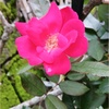 薔薇の夏剪定やっとです♡