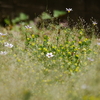 小さな小さな雑草地に～・・・