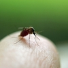 蚊を媒介するウイルスに注意！デング熱や日本脳炎など。