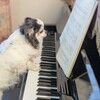ペットのノスタルジックな写真