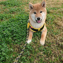 まろが行く！～我が家の柴犬日記～