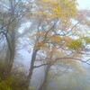 霧の紅葉