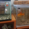 墨のような匂いの金魚水槽は6年目