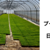 2025年ヤンマー密苗プール育苗　日照不足で生育不良
