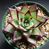 【エケベリア紹介 6】エボニー Echeveria agavoides 'Ebony'