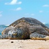 他人事に出来ない。海洋プラスチック問題について。