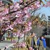 早咲きの河津桜が見頃　熊本市・花畑広場