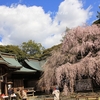 吉田神社の枝垂れ桜・・