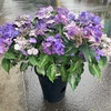 宝くじ当選⁉・・・雨に濡れても美しい植物たち『瀬戸の花嫁』『デイープパープル』『ユキモチソウ』