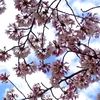 2021年「桜」をチラ見しに亀城公園へ行った。意外と桜は少ないが、お城址とよく映える