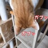 にゃんこのためのセーフティファースト