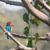 アオショウビン White-throated Kingfisher