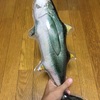 「マグロ大図鑑」というガシャポンをしました