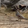 再びズアカカンムリウズラ(Gambel&amp;#039;s Quail)