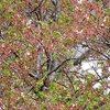 風強く　残る桜は　宝もの