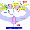 水槽のｐＨはなぜ変動するの？ -７- まとめ