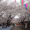 川越の桜　その２　喜多院の桜