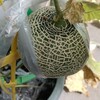 【メロン日記】収穫に向けて　受粉47日