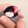 ノーマル文鳥について考える