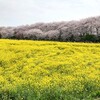 【埼玉県幸手市】権現堂桜堤の桜のトンネルが見事！