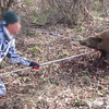 くくり罠イノシシ捕獲