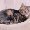 山なりなの可愛いよね🐈