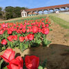 ２０２１／０３／２４　東京ドイツ村