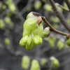 土佐水木と河津桜