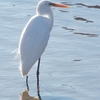 関根川河口近くの鳥と魚