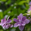 雨の日の花見散歩