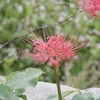 新中島橋近くの土手で彼岸花が咲いていました（秋田県秋田市）