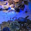 蒲郡旅行記 ～竹島水族館～