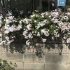 羽衣素馨
