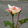関税は収束に進む