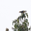キガオムクドリ Yellow-faced Myna