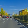 土浦学園線のイチョウとつくばの街路樹～つくば市とその周辺の風景写真案内（２２９）