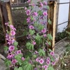 ゼニアオイの花茶は、ブルーハワイからのお酢を入れてのまさかの赤変。ハーブティ版の、リトマス紙です