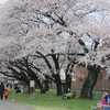 満開の桜 楽しむ　東大農場一般公開