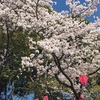 お花見。桜を見てるといろんな思い出が蘇る