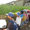 これなあに?