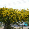 我が園のジャスミンの花が満開です