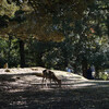 奈良公園の春日大社から東大寺、大仏池の紅葉