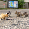 玄海諸島のねこさん