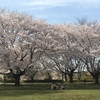 2021年3月30日芹沢公園の桜