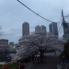 夜桜見物〜6日木曜日