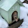 犬の雪…浴び？