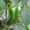ピーマン5週目