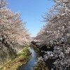お桜レポート＆3月31日に阿佐ヶ谷で演奏します。