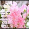 誕生花　２月１３日